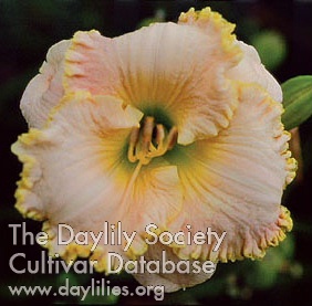By Design AHS image