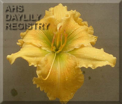 Yum Yum Yellow AHS image