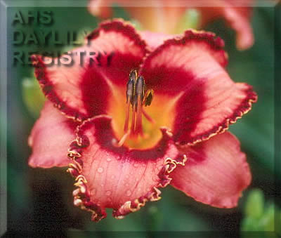 Pretty Gaudy AHS image