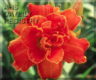 Cluster Muster AHS image