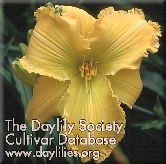 Dashing Doris AHS image