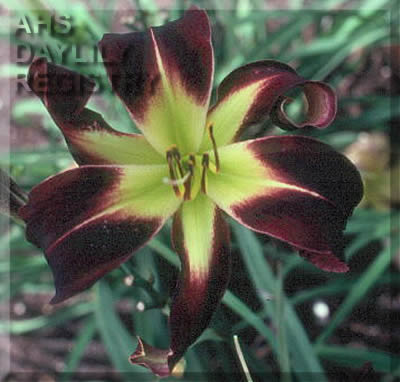 Distant Star AHS image