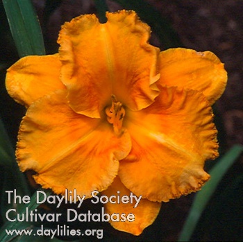 Orange Sizzle AHS image
