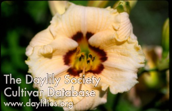 Hokey Pokey AHS image
