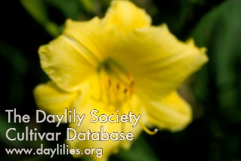 Sweet Pea Yellow AHS image