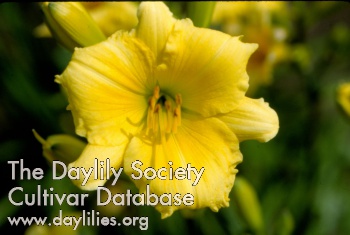 Yellow Goodness AHS image