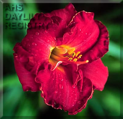 Kiss of Life AHS image
