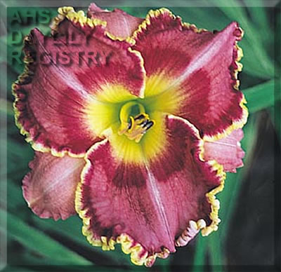 Strawberry Lightning AHS image