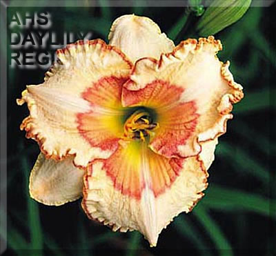 Zinfandel Blush AHS image