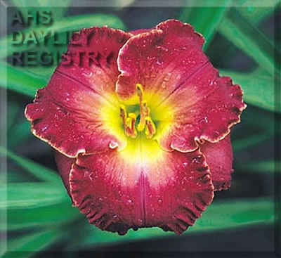 Santa's Helper AHS image