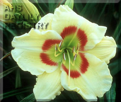 Topguns Mary Keast AHS image