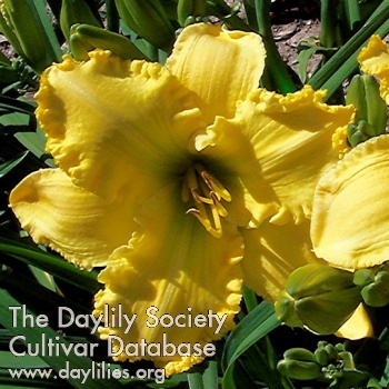 Yellow Spikes AHS image