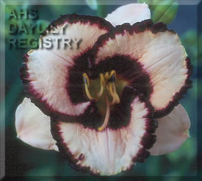 Licorice Candy AHS image