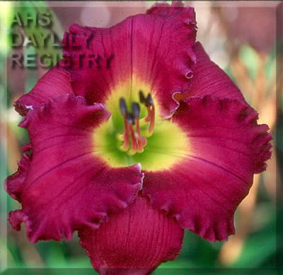 Night Rhythms AHS image