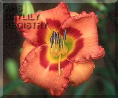 Pumpkin Junction AHS image