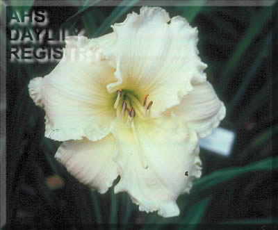 Pinegarden Wendy Ann AHS image