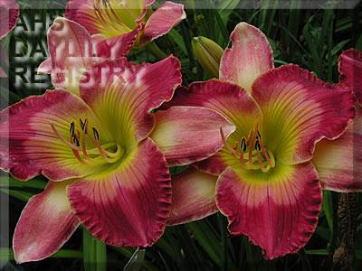Strawberry Lane AHS image