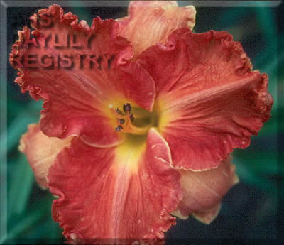 Day Glo Bloomers AHS image