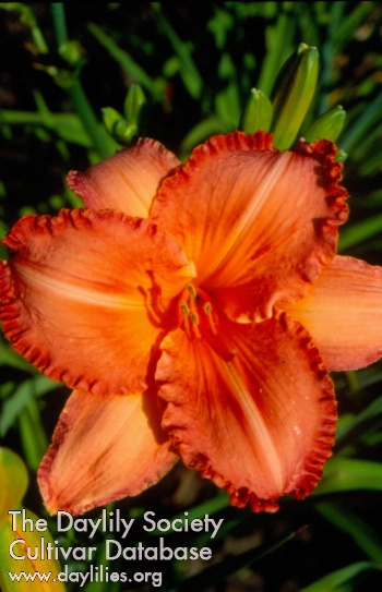 Tangerine Rose Ruffles AHS image