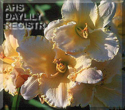 Ruffled Risen Star AHS image