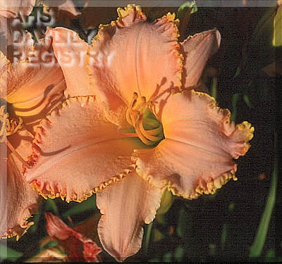 Pastel Frolic AHS image