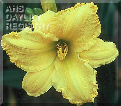 Bright Sunshiny Day AHS image