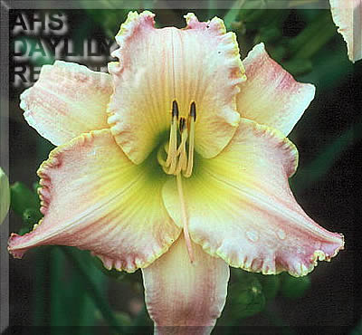 Soft Orchid Kisses AHS image