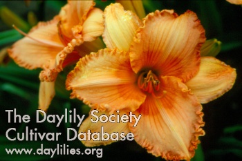 Papaya Delight AHS image