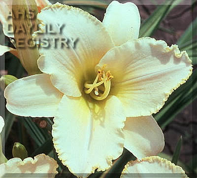 Camilla's Blush AHS image