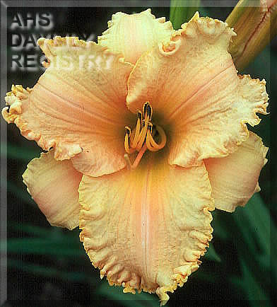Peach Summer Dance AHS image