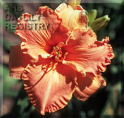 Canyon Lullaby AHS image
