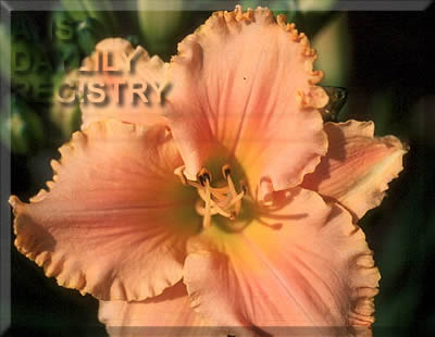 Carrot Express AHS image