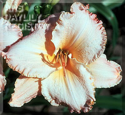 Peach Vixen AHS image