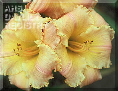 Peach Procession AHS image