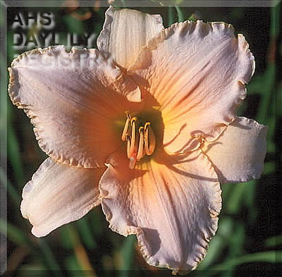 Summer Waltz AHS image