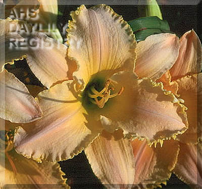 Pastel Praise AHS image