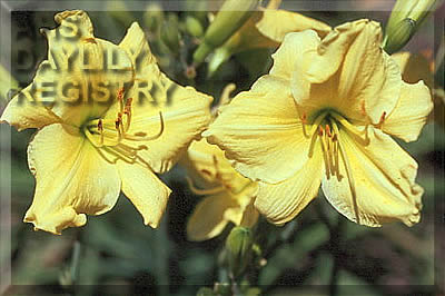 Little Yellow Flirt AHS image