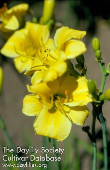 Petite Yellow Frolic AHS image