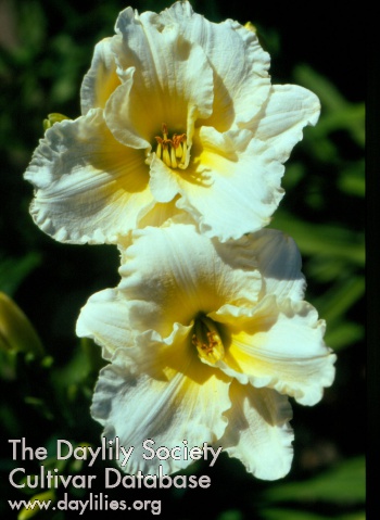 Ruffled Parchment AHS image