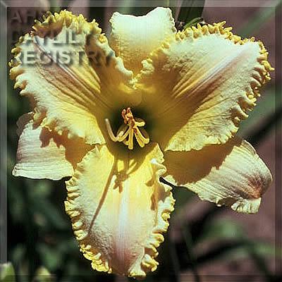 Color Glory AHS image