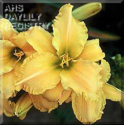 Mango Star AHS image