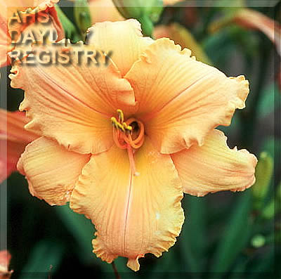 Mango Feast AHS image