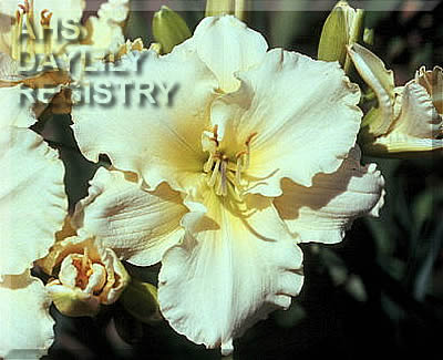 Cream Souffle AHS image