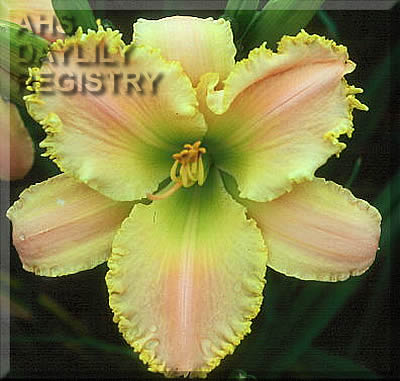 Prairie Windjammer AHS image