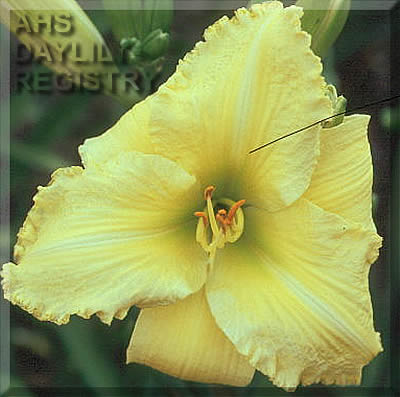 Lemon Jubilee AHS image