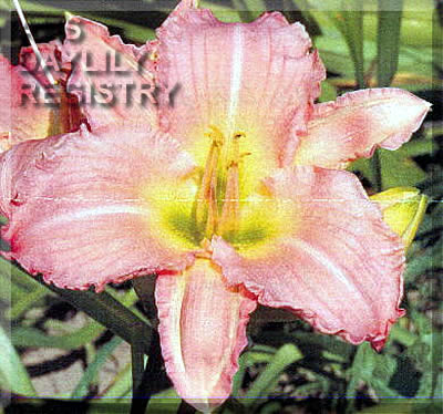Salt Water Taffy AHS image