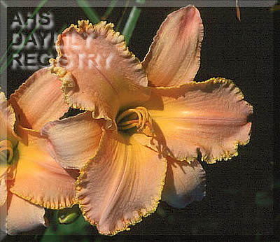 Peach Blessings AHS image