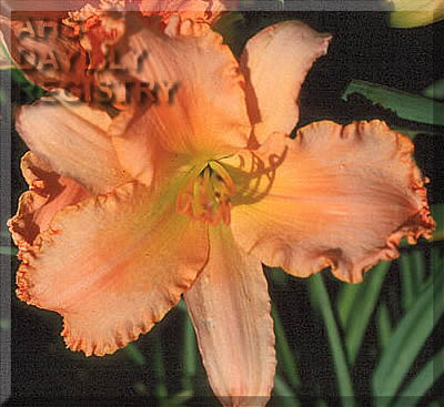 Apricot Petticoats AHS image