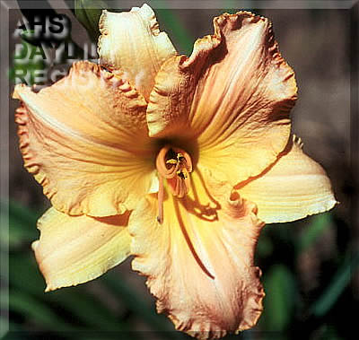 Tangerine Temptress AHS image