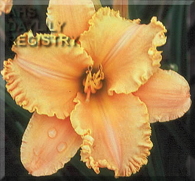 Golden Spinners AHS image
